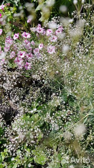 Гипсофила изящная,ароматная на срезку