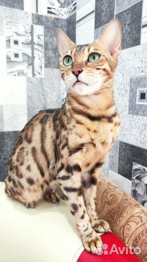 Бенгальская