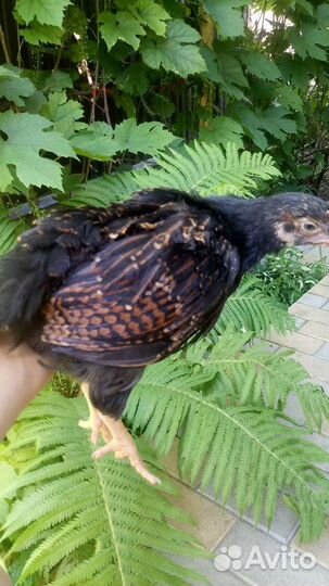 Инкубационное яйцо породных кур, цыплята суточные