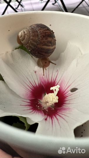 Улитки Ахатины бесплатно