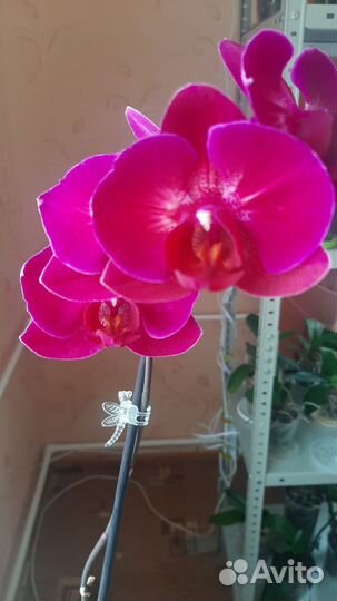 Орхидея фаленопсис