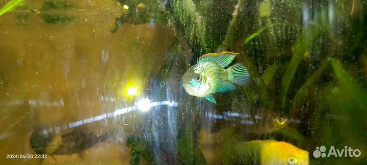 Аквариумные рыбки