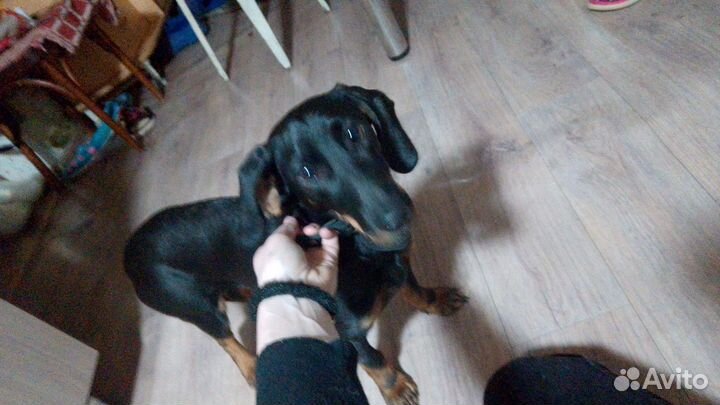 Такса продаю