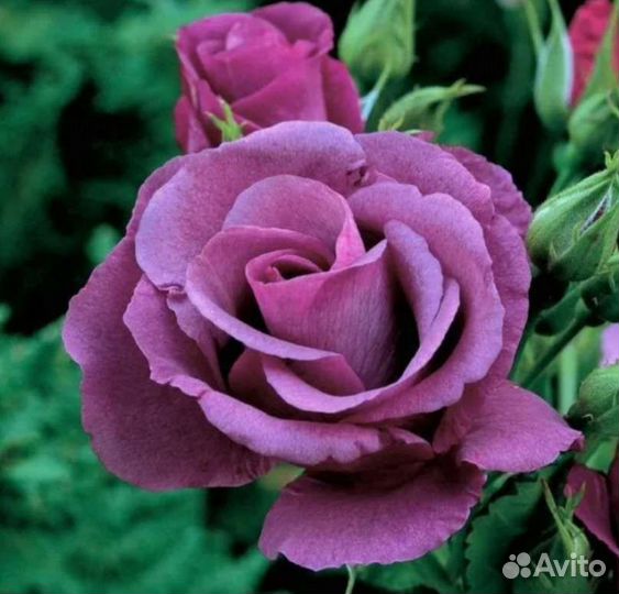 Розы саженцы