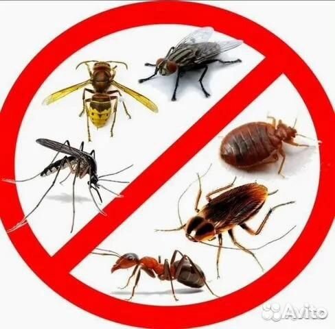 Уничтожение клопов, травить тараканов. Дезинфекция