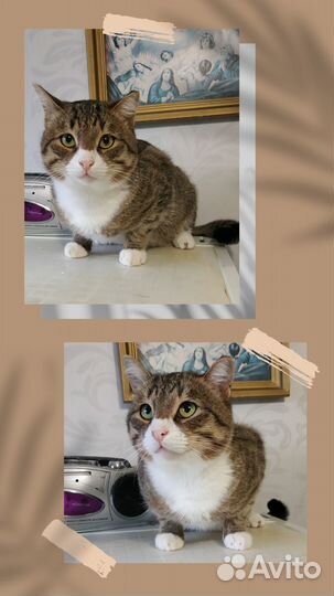 Интересный котик в ответственные руки