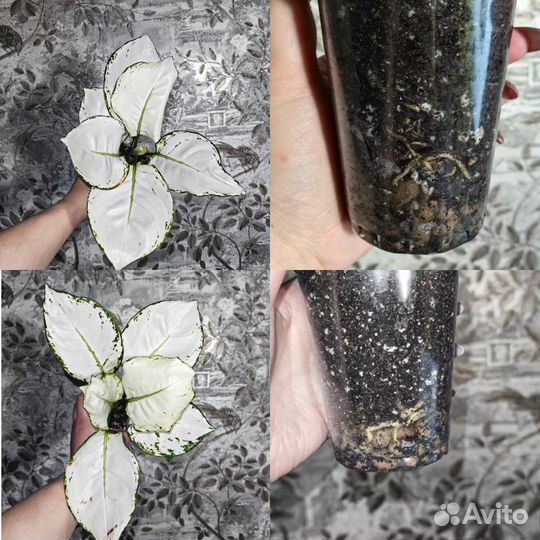 Аглаонема 3