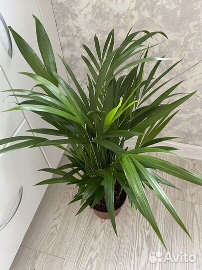 Комнатные растения цветы