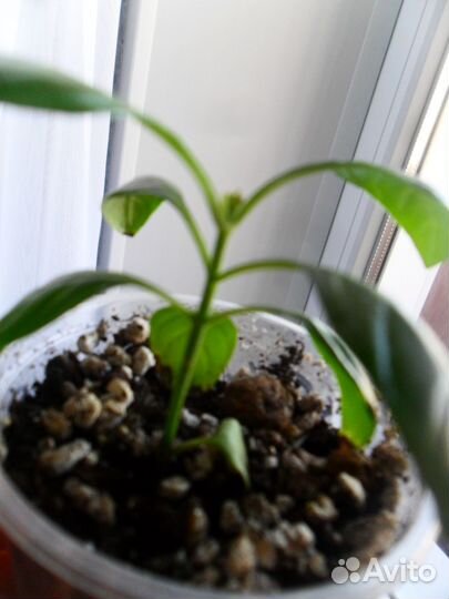 Кроссандра взросл и черенки неск шт Колеус шоколад