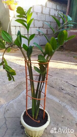 Замиокулькас