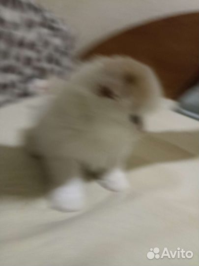 Хайленд фолд, мальчик