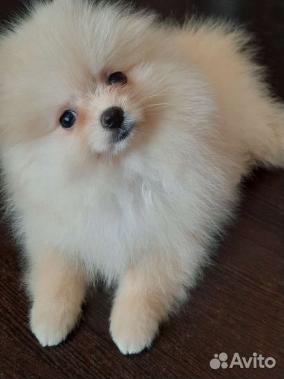 Щенки шпица