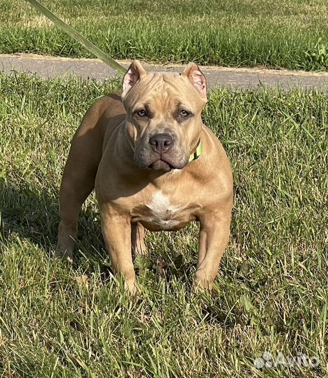 Американский булли