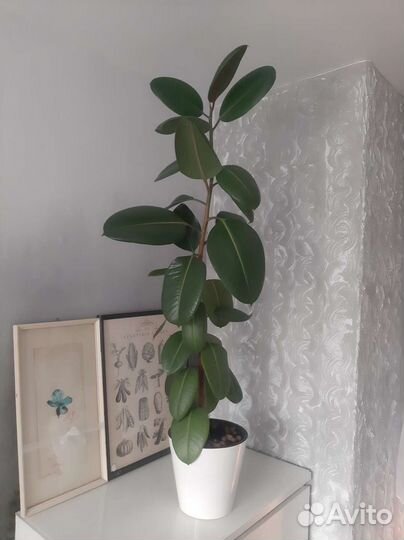 Фикус Эластика