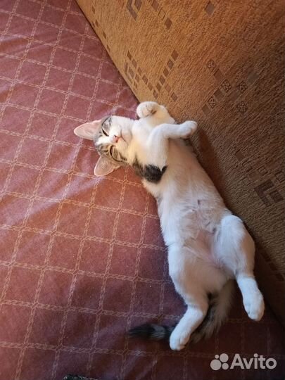 Милый котенок ищет дом