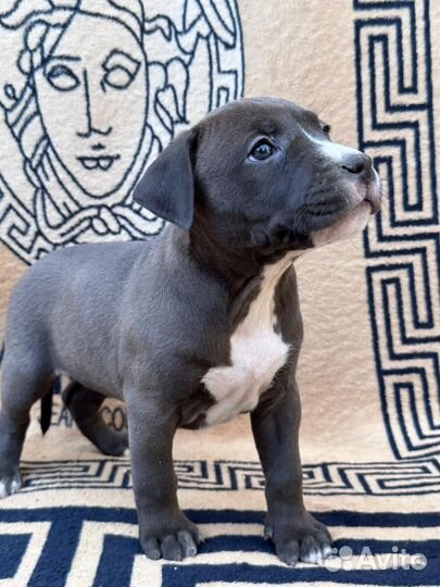 Щенки стаффорда