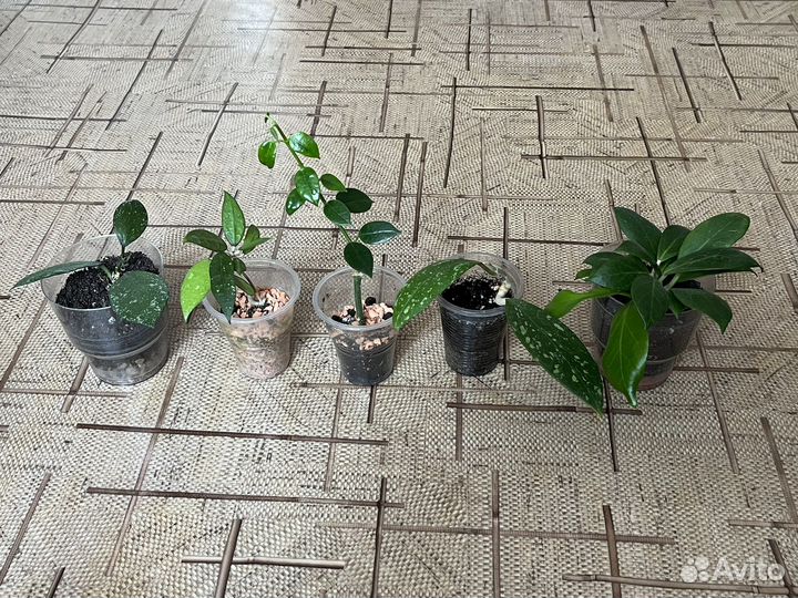 Хойи много сортов