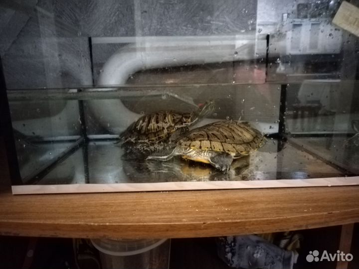 Красноухая черепаха бесплатно с аквариумом