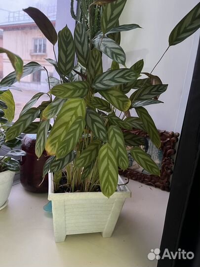 Цветы комнатные