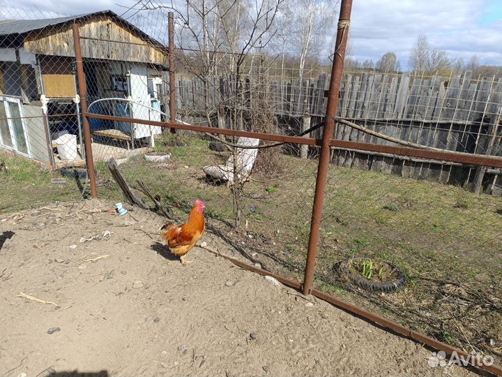 Домашние животные