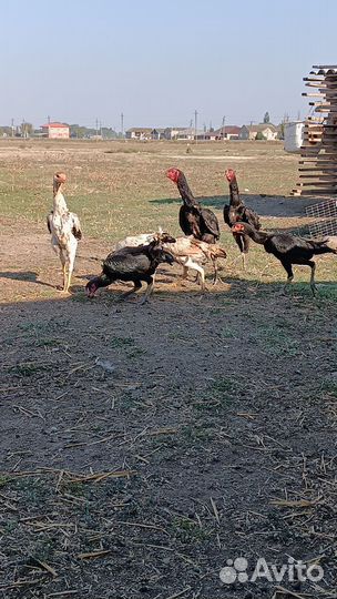 Бойцовые петухи о шамо