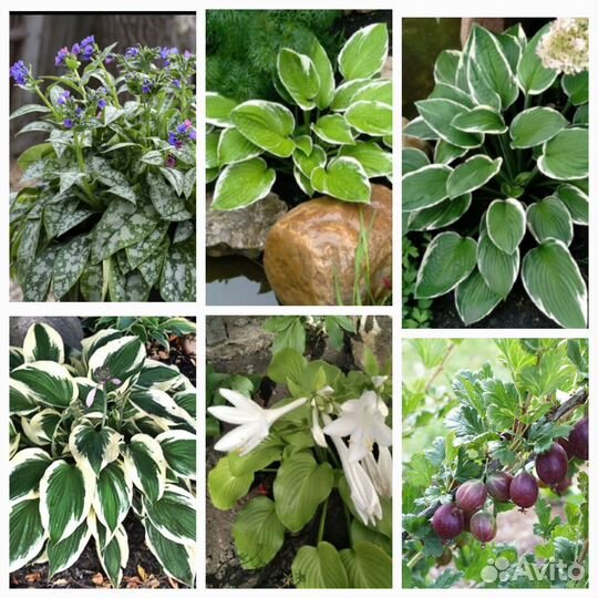 Хоста 7 (медуница,президент),Крыжовник неколючий