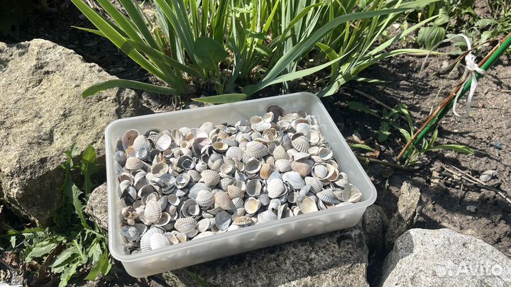 Ракушки с азовского моря целые от 0.5 мм до 6 см