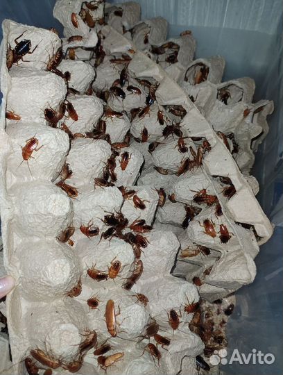 Туркменские тараканы