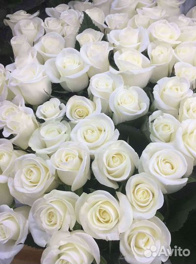 Розы Высокие 150см 160см 170см 180см 190см 2м