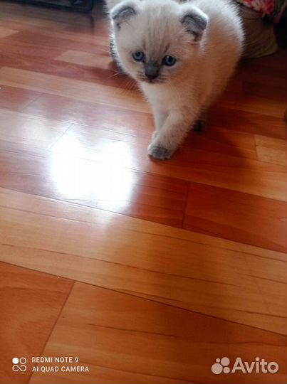 Британские котята