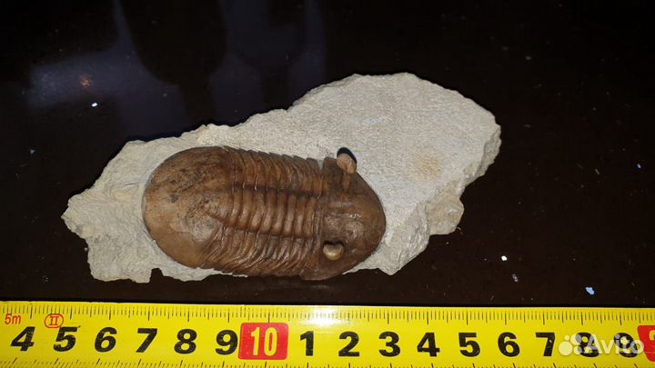 Трилобит Азафус Asaphus Kowalewskii