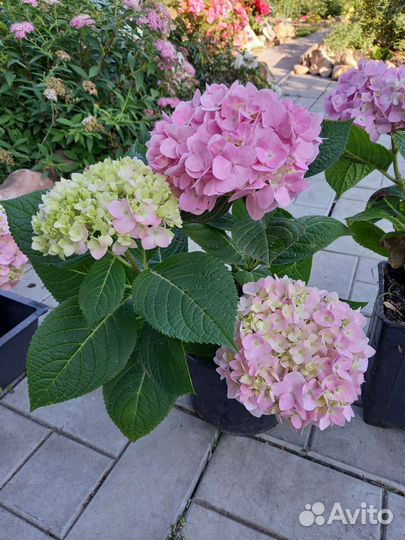 Гортензия ремонтантная крупнолистная