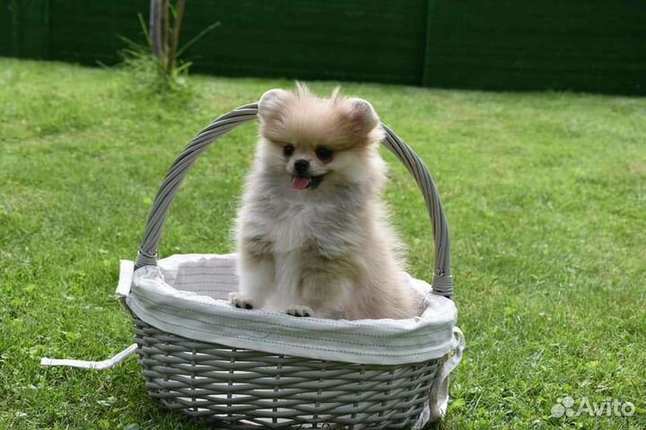 Мини шпиц мишки