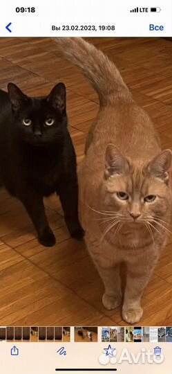 Рыжику нужен дом