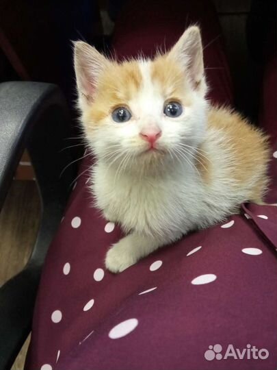 Кошки в добрые руки бесплатно