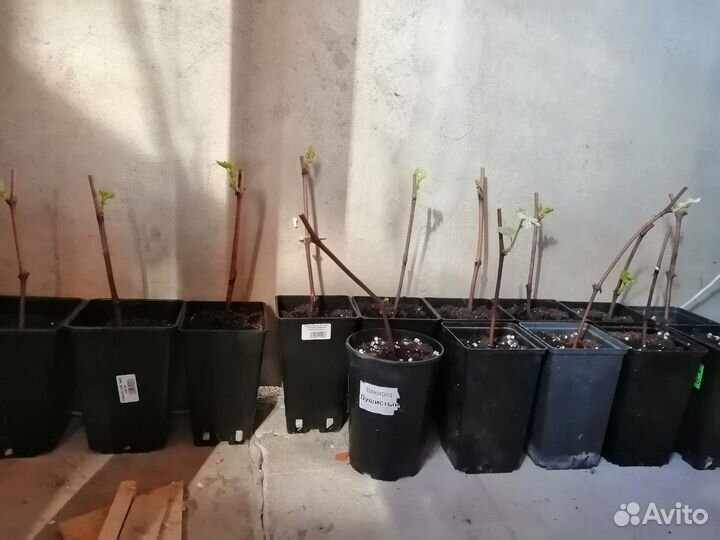 Вегетирующие саженцы винограда