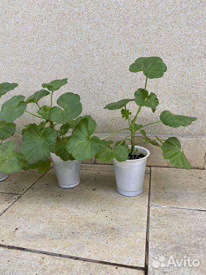 Герань розовидная