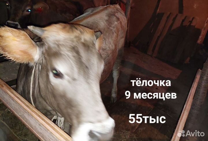 Бычки и телята