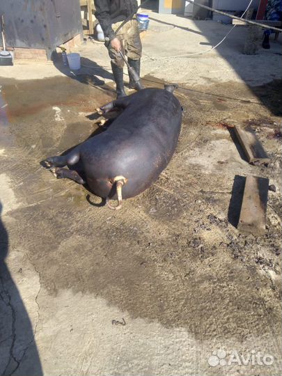 Мясо свинина домашняя