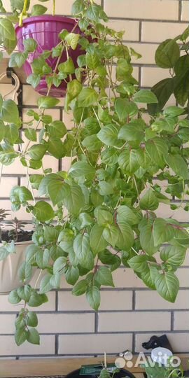 Фуксия Балерина