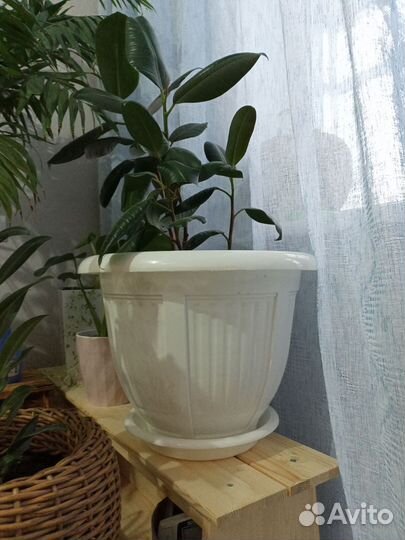 Комнатные цветы