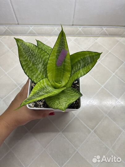 Сансевиерия ханни