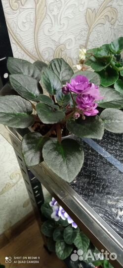 Детки сортовых фиалок