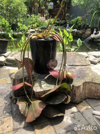 Кувшинка нимфея Perry orange Sunset