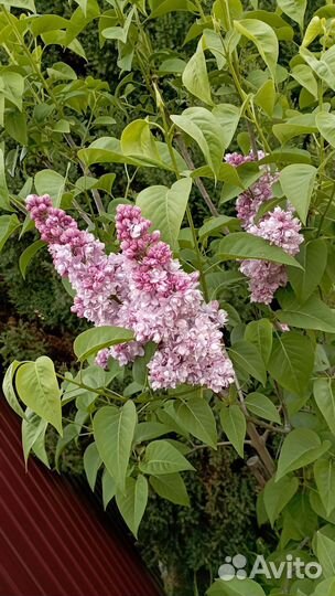 Саженцы сортовой сирени