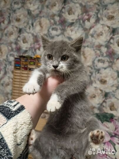 Котята девочки