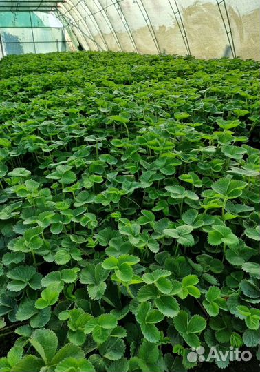 Рассада клубники