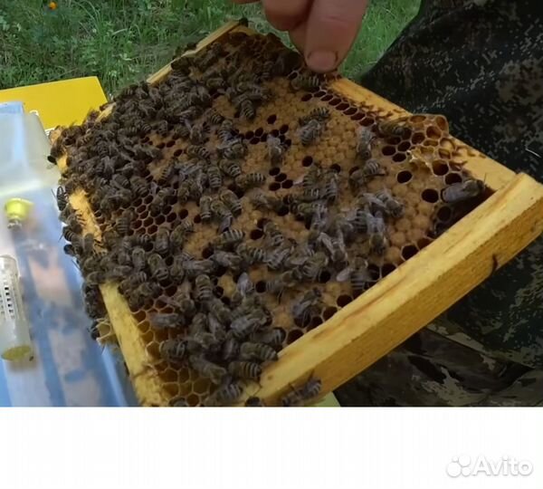 Матки Бакфаст, Карника