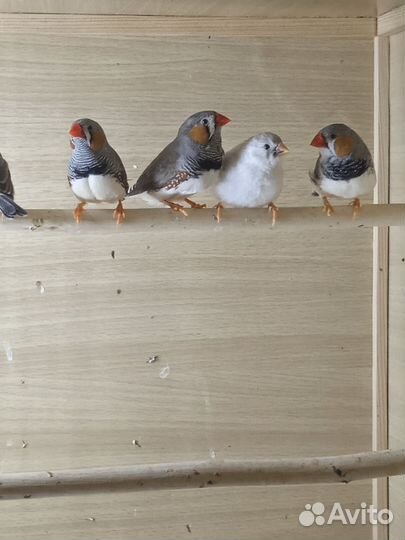 Зебровые амадины