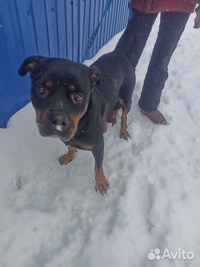 Ротвейлер в добрые руки